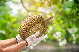 เซินเจิ้นนำเข้าทุเรียนมากที่สุดในจีน ปี 2564