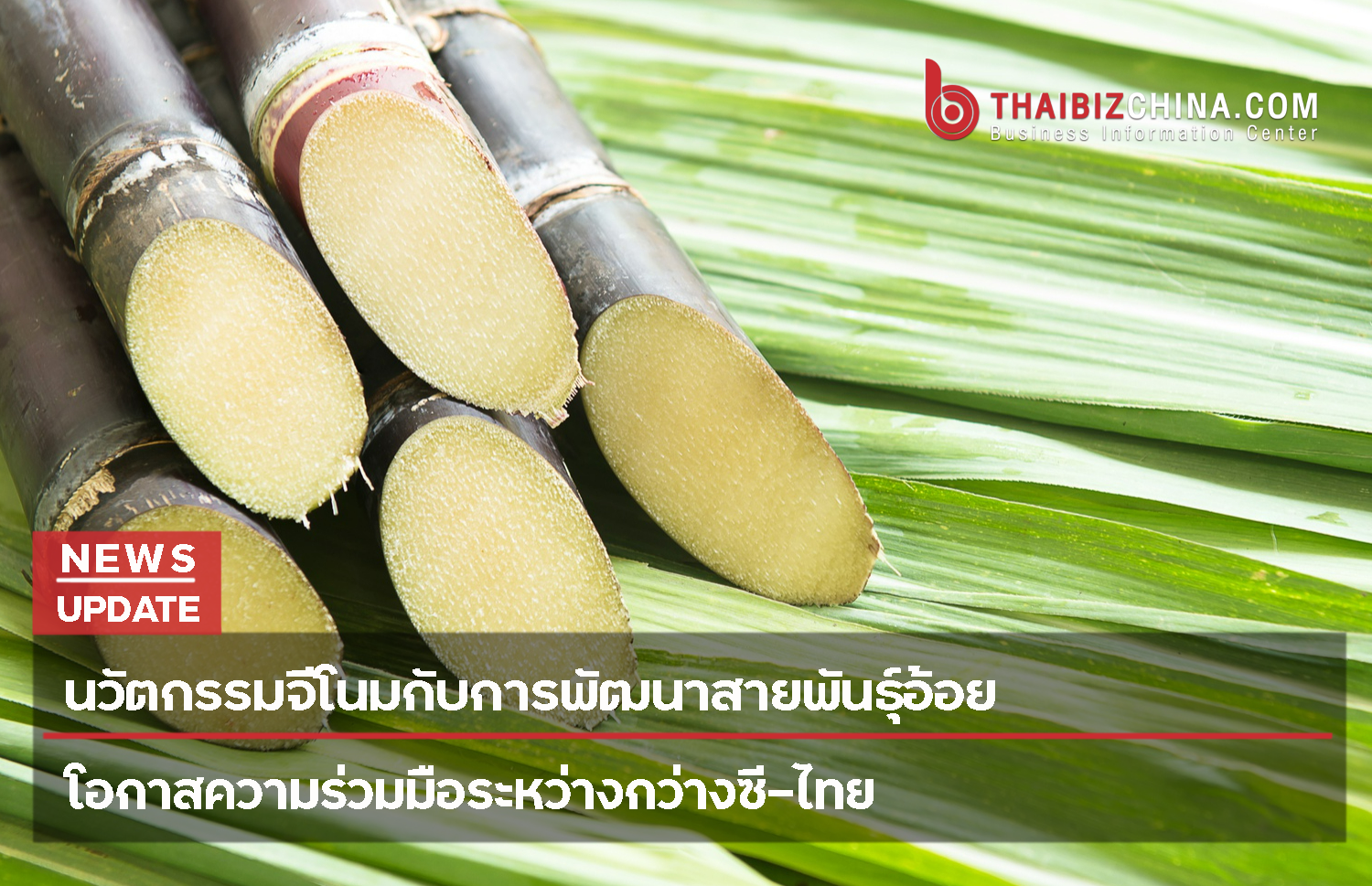 นวัตกรรมจีโนมกับการพัฒนาสายพันธุ์อ้อย โอกาสความร่วมมือระหว่างกว่างซี-ไทย